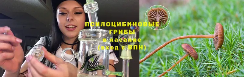 мега   shop формула  Псилоцибиновые грибы Psilocybine cubensis  Котельниково 